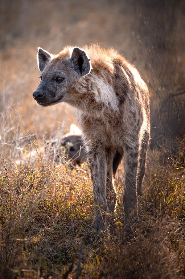 Jock Safari Lodge: A Honeymoon to Remember in the Heart of Kruger, photo 10